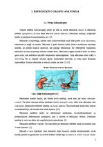 Referāts 'Gaiļu reprodukcija', 3.