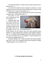 Referāts 'Gaiļu reprodukcija', 8.