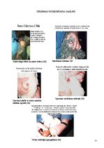 Referāts 'Gaiļu reprodukcija', 14.