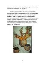 Referāts 'Smiltsērkšķu audzēšana', 7.