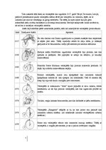 Referāts 'Velosipēda izmantošana ikdienā', 5.