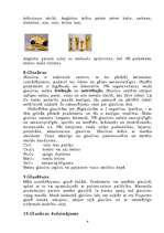 Referāts 'Keramika', 4.