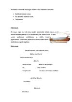 Referāts 'Cukurs', 8.