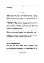 Referāts 'Cukurs', 10.