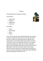 Referāts 'Cukurs', 14.