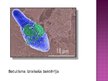 Prezentācija 'Baktērijas - slimības izraisītājas', 7.
