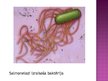 Prezentācija 'Baktērijas - slimības izraisītājas', 8.