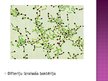 Prezentācija 'Baktērijas - slimības izraisītājas', 9.
