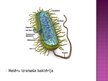 Prezentācija 'Baktērijas - slimības izraisītājas', 10.