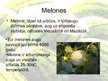 Prezentācija 'Arbūzi un melones', 6.