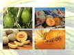 Prezentācija 'Arbūzi un melones', 8.
