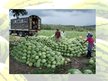 Prezentācija 'Arbūzi un melones', 9.