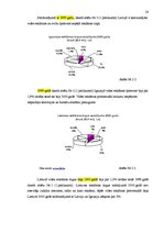 Referāts 'Vides vizuālā reklāma Latvijā', 28.