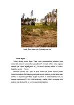 Diplomdarbs 'Meža dabiskā atjaunošanās sausieņu augšanas apstākļu tipā', 28.