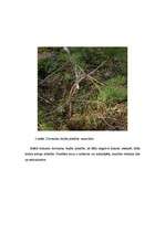 Diplomdarbs 'Meža dabiskā atjaunošanās sausieņu augšanas apstākļu tipā', 32.