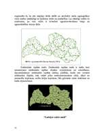Referāts 'Meža nozares loma Latvijas tautsaimniecībā', 13.