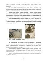 Referāts 'SIA "Petits" un SIA "Fenster" konkurētspējas salīdzinājums', 34.