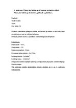 Paraugs 'Plātnes, kas balstīta pa tās kontūru, pārbaude uz izlieci, plaisāšanu', 2.