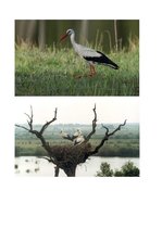 Referāts 'Stārķi Latvijā', 3.