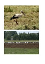 Referāts 'Stārķi Latvijā', 4.