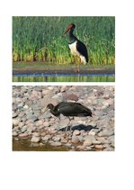 Referāts 'Stārķi Latvijā', 6.