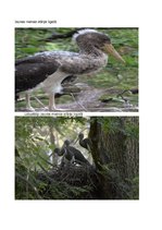 Referāts 'Stārķi Latvijā', 7.