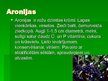 Prezentācija 'Aronijas un korintes', 8.