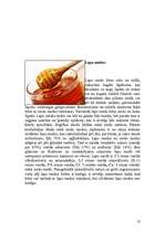 Referāts 'Medus izmantošana kosmetoloģijā', 12.