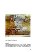 Referāts 'Medus izmantošana kosmetoloģijā', 26.