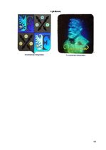 Diplomdarbs 'Kriminālatbildība par dokumentu viltošanu', 65.