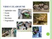 Prezentācija 'Zooloģiskajos dārzos turēto dzīvnieku stereotipiskā uzvedība', 11.