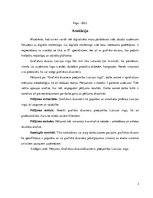 Referāts 'Grafiskā dizainera pieejamība Latvijas tirgū', 2.