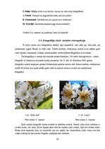 Referāts 'Fotogrāfijas kā vizuālās komunikācijas līdzekļa attīstība un izteiksmes iespējas', 25.