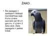 Prezentācija 'Papagaiļi', 8.