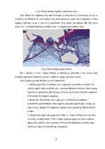 Referāts 'Sauszemes un jūras laupītāju ietekme uz kravu pārvadājuma loģistiku', 6.