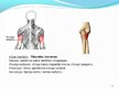 Prezentācija 'Cilvēka augšējo ekstremitāšu muskuļi', 8.