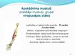 Prezentācija 'Cilvēka augšējo ekstremitāšu muskuļi', 10.