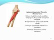 Prezentācija 'Cilvēka augšējo ekstremitāšu muskuļi', 12.