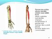 Prezentācija 'Cilvēka augšējo ekstremitāšu muskuļi', 28.