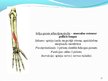 Prezentācija 'Cilvēka augšējo ekstremitāšu muskuļi', 36.