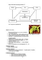 Referāts 'Gaļas produktu piesārņošana', 16.