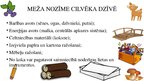 Prezentācija 'Meži kā dabas resurss', 3.