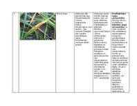 Konspekts 'Praktiskais darbs augu aizsardzībā', 2.