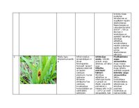 Konspekts 'Praktiskais darbs augu aizsardzībā', 3.