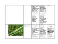 Konspekts 'Praktiskais darbs augu aizsardzībā', 4.