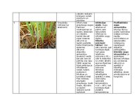 Konspekts 'Praktiskais darbs augu aizsardzībā', 9.