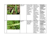 Konspekts 'Praktiskais darbs augu aizsardzībā', 11.