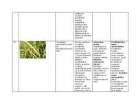 Konspekts 'Praktiskais darbs augu aizsardzībā', 15.