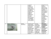 Konspekts 'Praktiskais darbs augu aizsardzībā', 16.