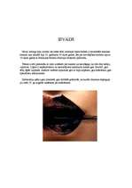 Referāts 'Lūpas', 3.